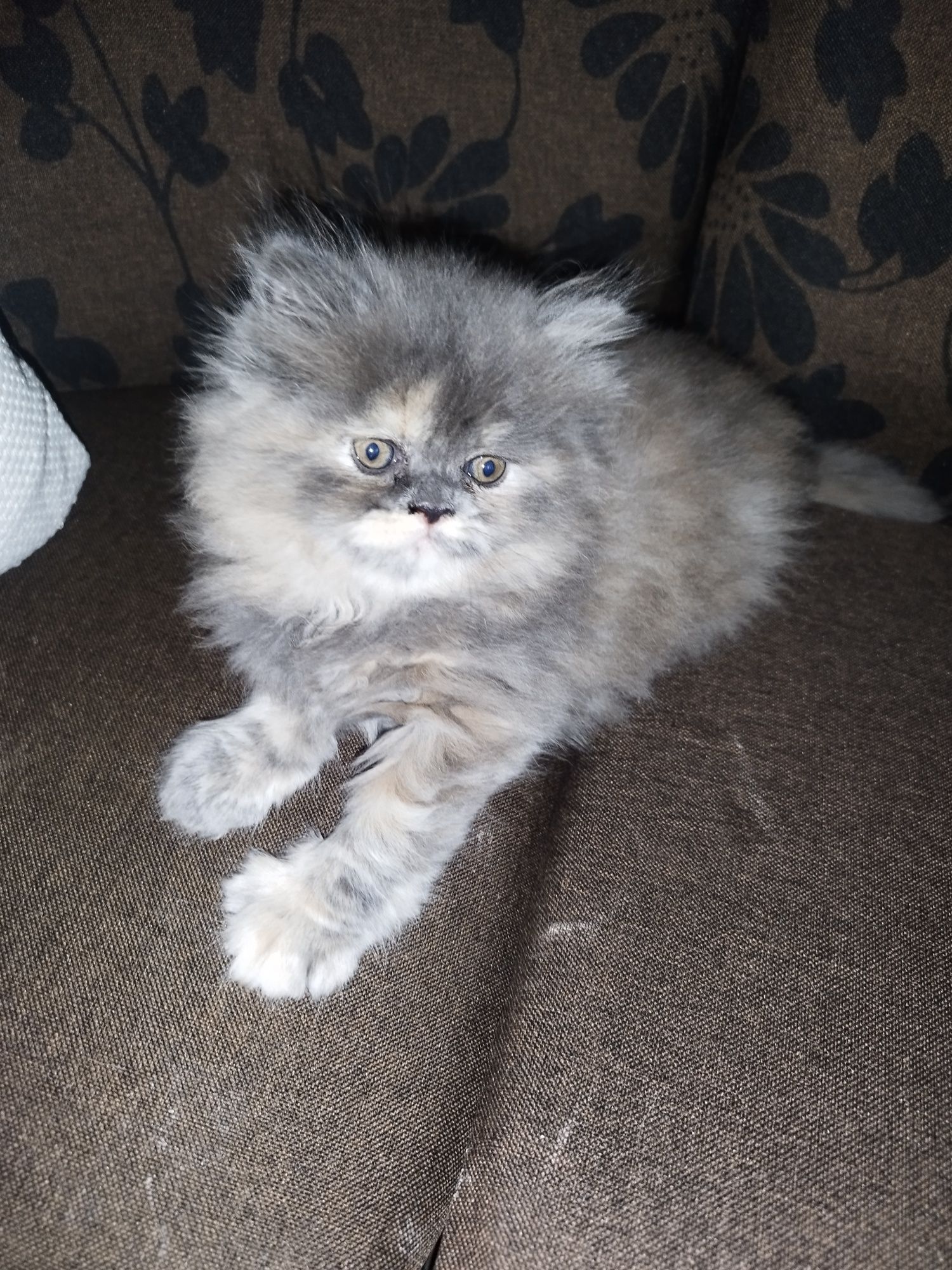 Персийски котета момичета