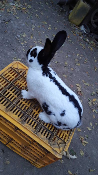 Vând mascul fluture german alb-negru