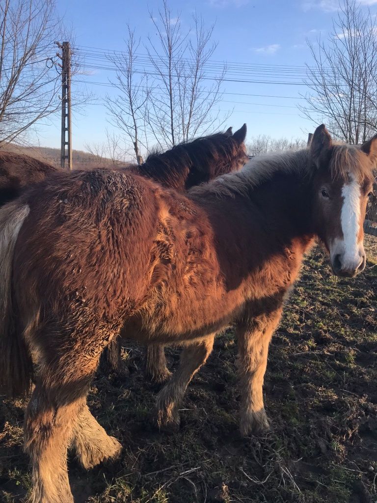 Vând mânz și mânză