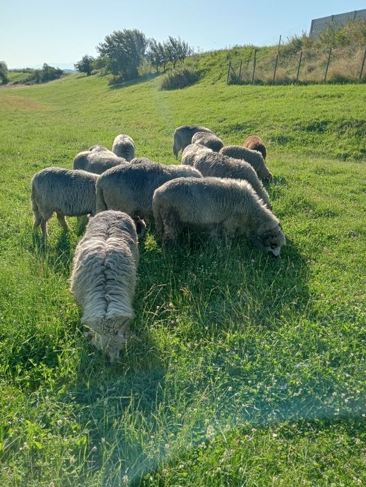 Vând 15 oi tinere.