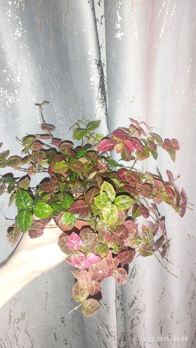 Продается Шикарный Трахелоспермум Триколор