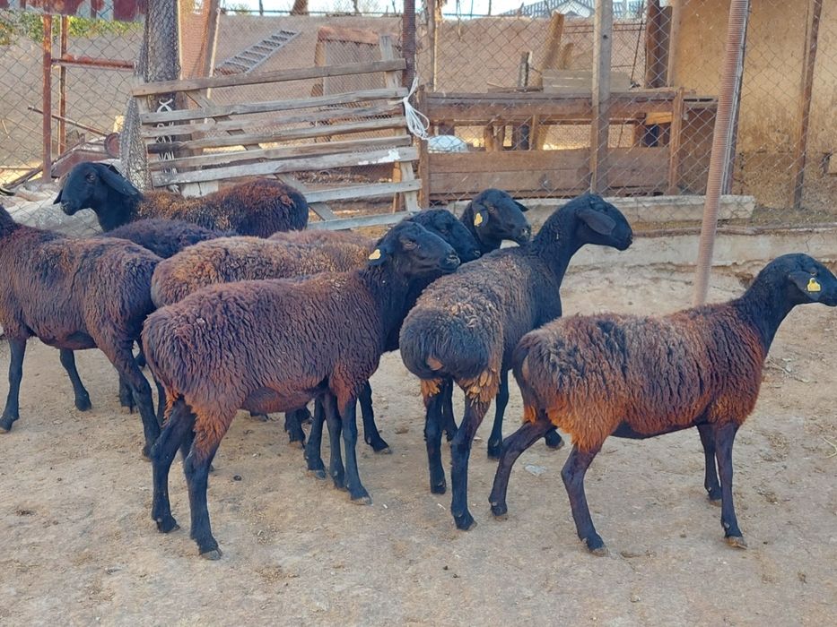 Семіз жем жеп тұрған бойдақ қойлар сатылады. Сойып береміз.