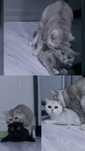 Вязка, Прямоухий Кот! ( Для вислоухих и прямоухих)
