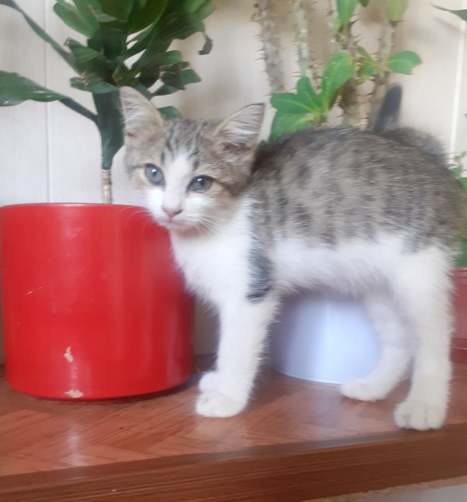 Отдам котёнка мальчика