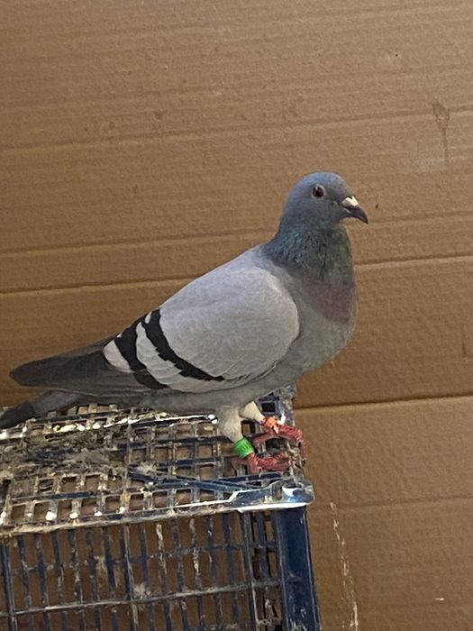 Vând porumbei voiajori pentru concurs