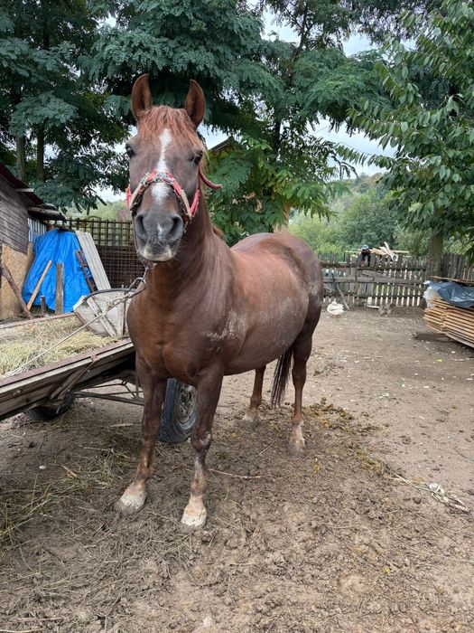 Vând cal 6 ani blând nu dau la schimb