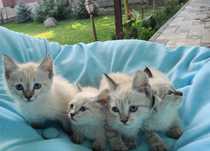 Продается  котяты сиамский шыншили