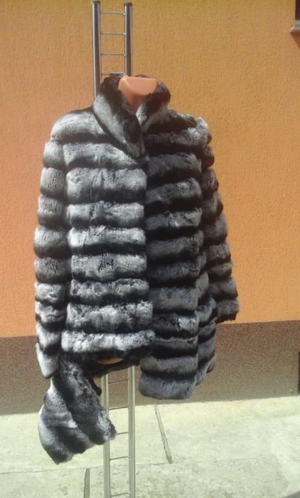 haina blana rex chinchilla