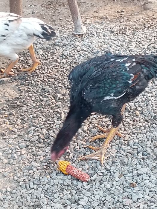 Yosh joja zotli joja