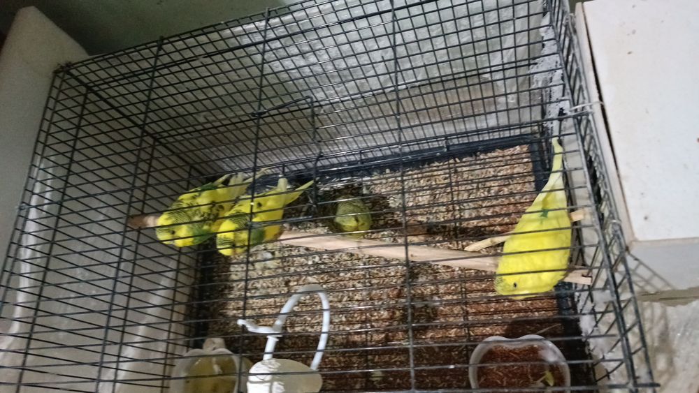 Сотиладигони папугайлар бор