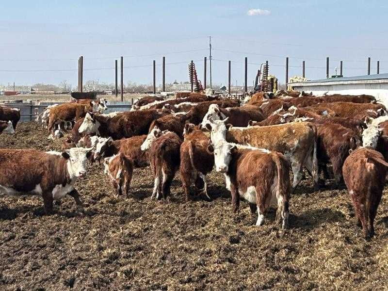 Крупно рогатый скот в количестве 34 голов