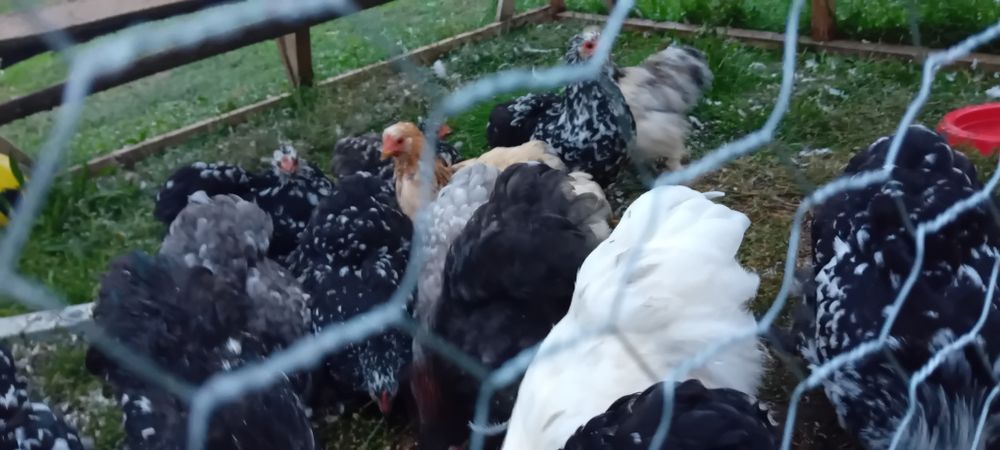 Vând gaini foarte frumoase