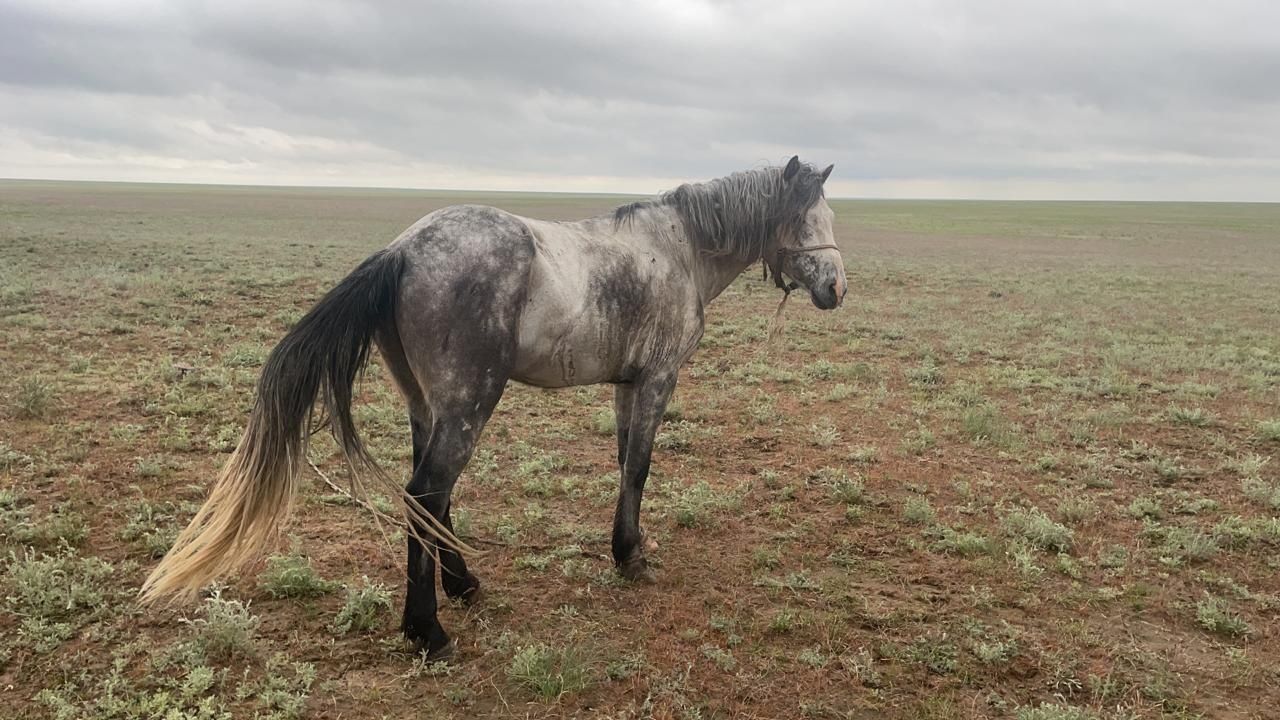 Мінгі Айғыр сатылады