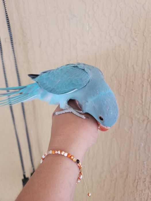 Papagali micul alexandru pui blanzi crescuti la mana