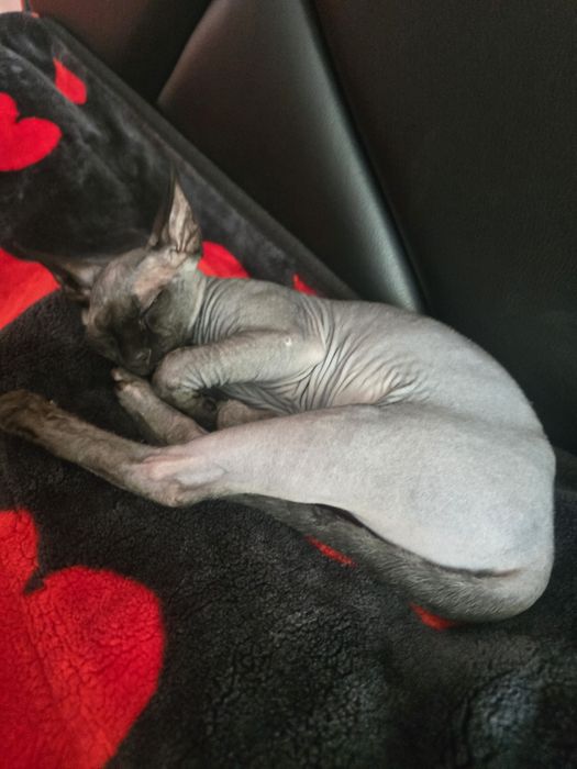 Pisică Sphynx pui