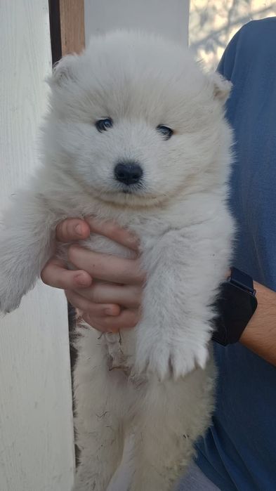 Catelus rasa samoyed