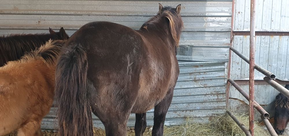 Продам крупную ездовую лошадь !