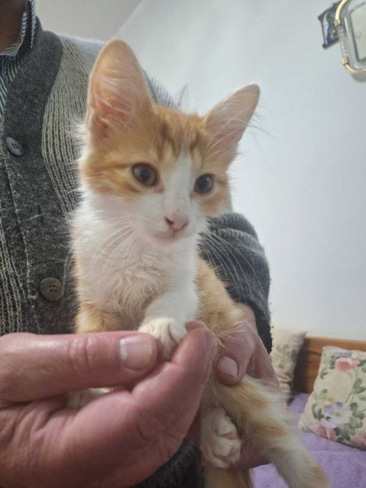 Подарявам пухени котенца