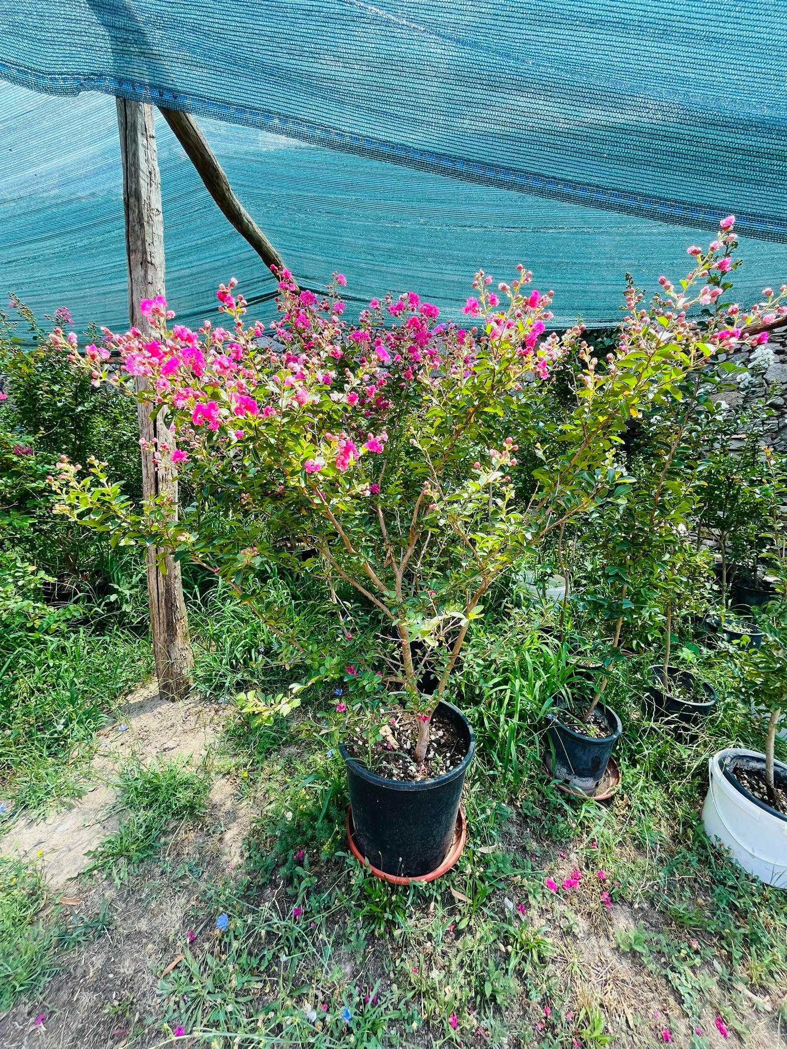 Индийски люляк (Lagerstroemia Indica)