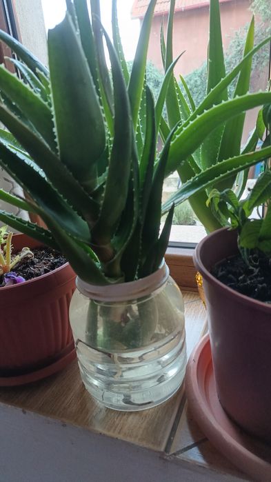 Aloe Vera plantä