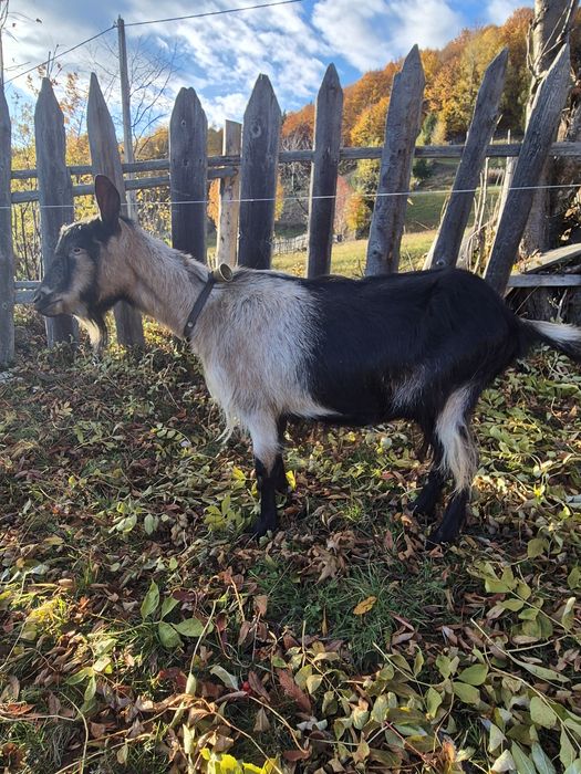 Capră cu ied de vânzare