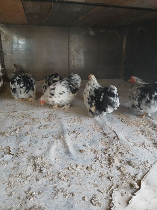 Vând gaini și cocosi