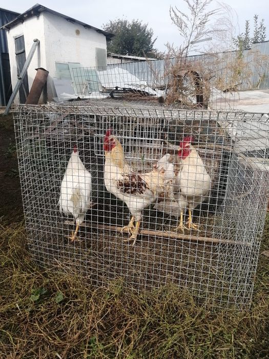 продам молодых петухов