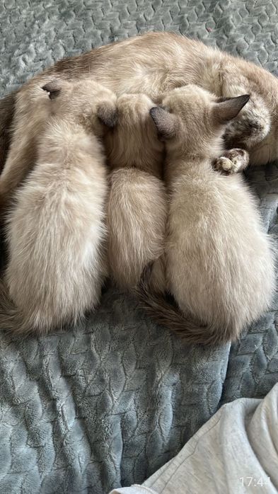 Котята породистые сиамские