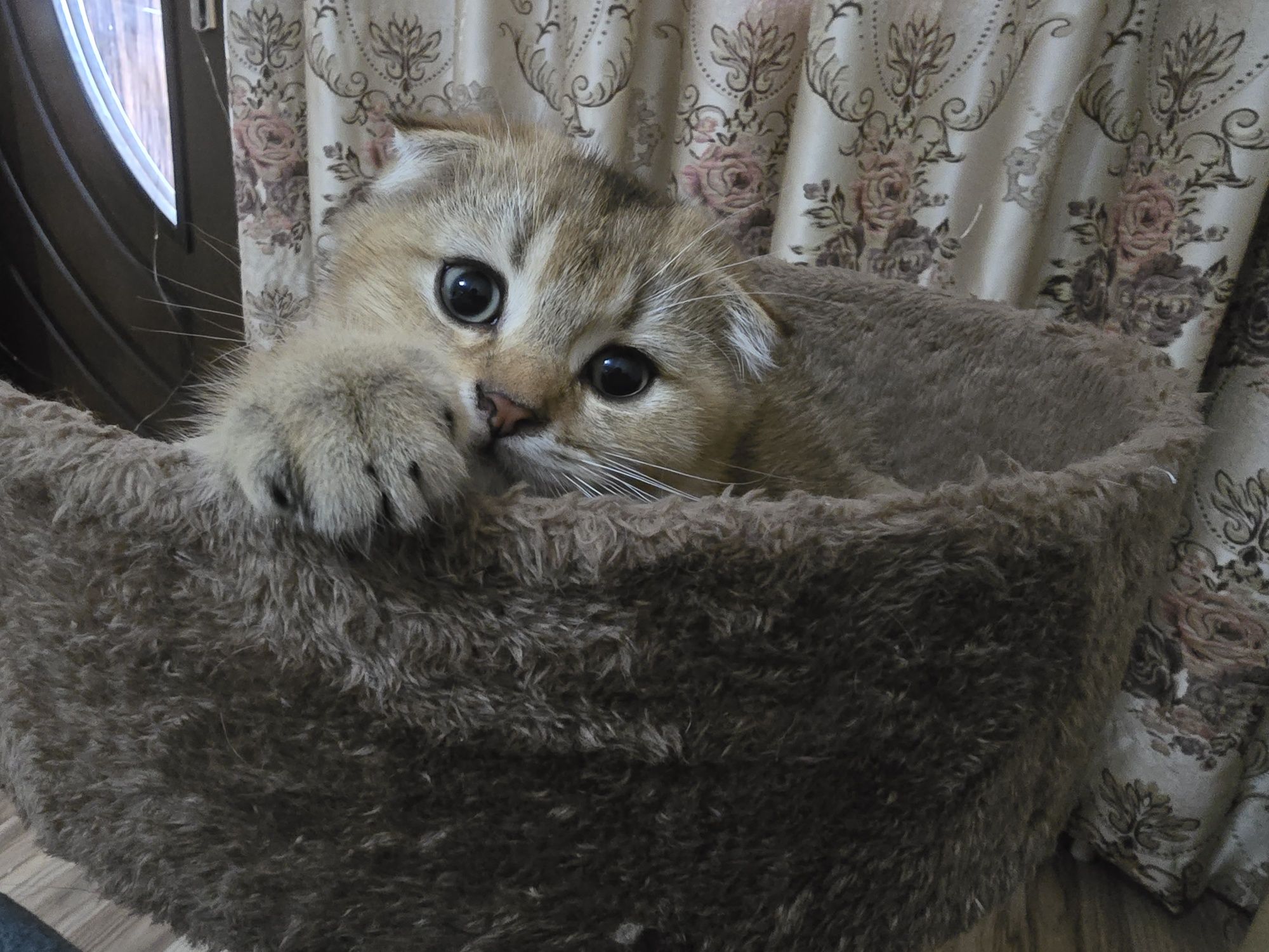 Продаю котят Скотиш Фолд и Скотиш Страйт