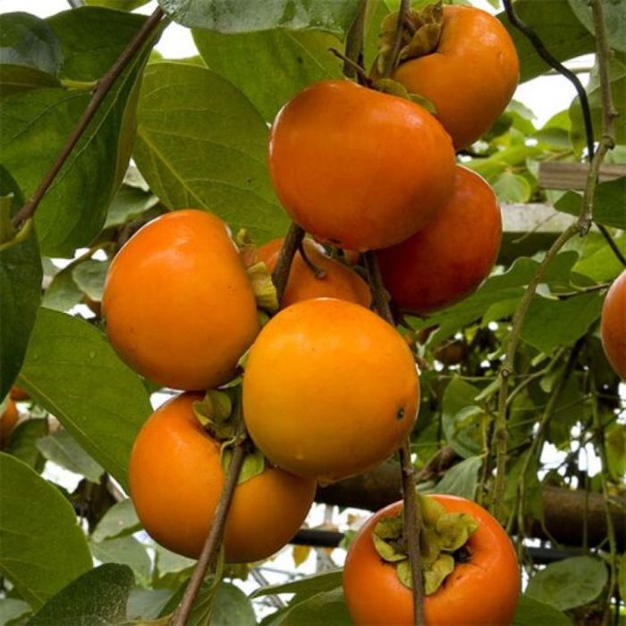 Pomi exotici , kaki ragno si alte soiuri