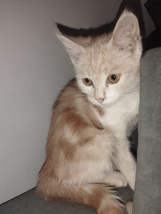 Котенок в хорошие руки