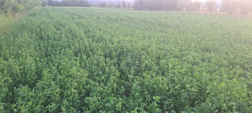 Baloti lucernă rotunzi