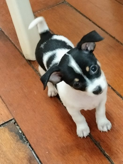 Продаются щенки 1,5 месячные Чихуашки