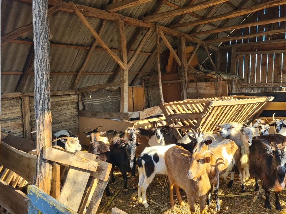 Vând capre tinere gestante sau schimb cu cal bun de ham