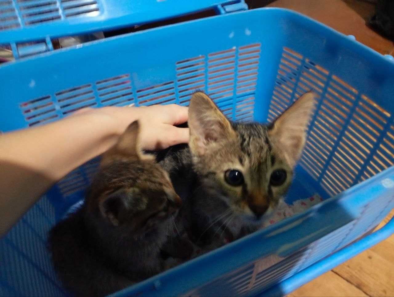 Маленькие милые котята