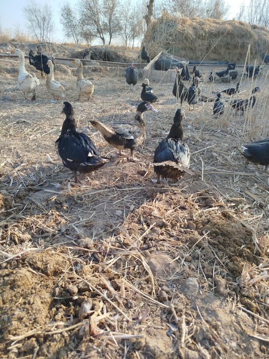 Сотилади, индук гоз хо'роз