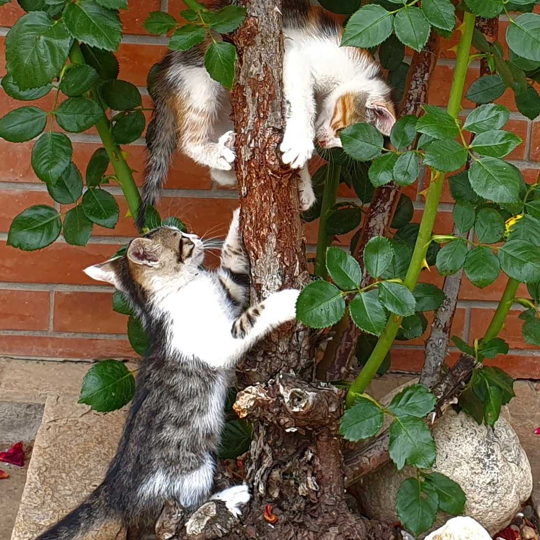 подарявам котенца