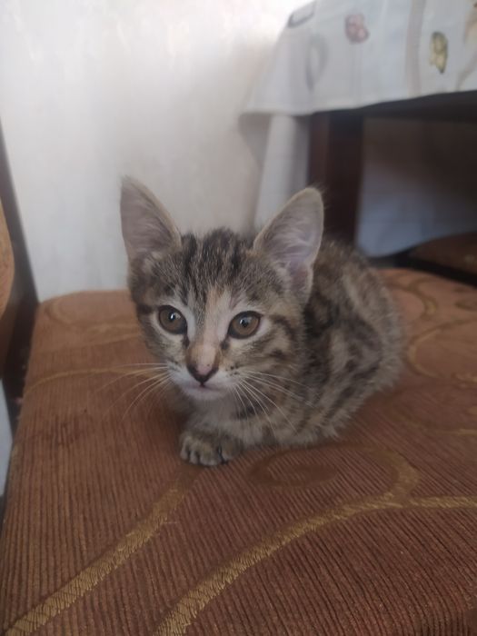 Мушукчалар хадия этилади . Тоза уй мушугимни болалари