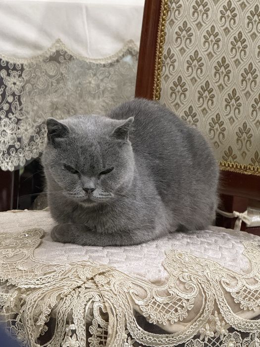 Британская кошка