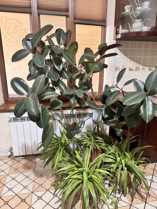 Цветы от 100 000 сум