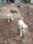 Căței pentru adopție