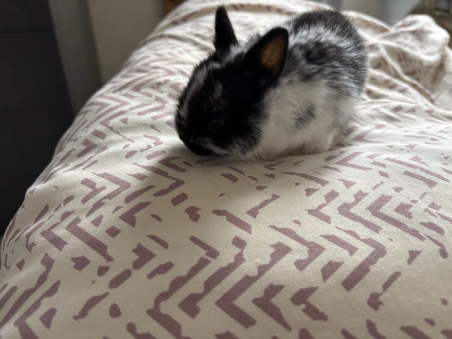 Холандско джудже