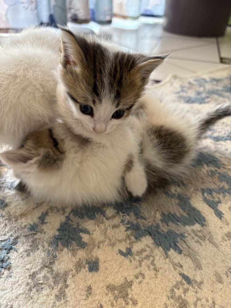 Отдам котят бесплатно,