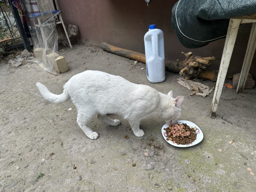 Отдам даром белого кота