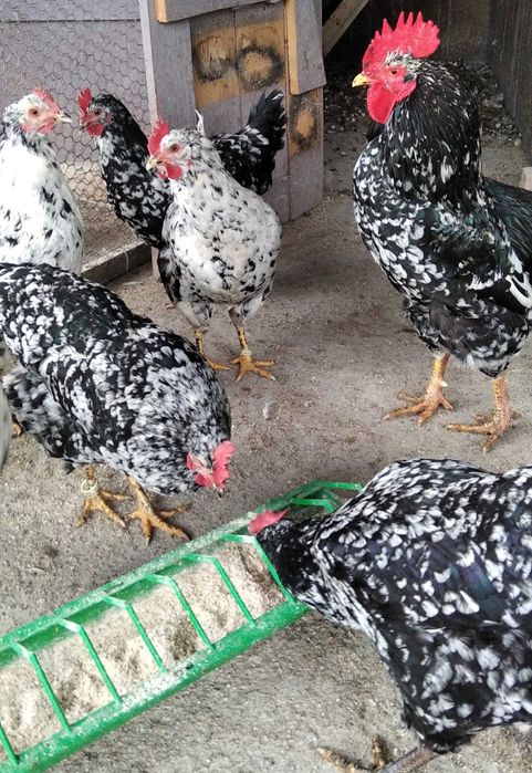 cocosi de 4,5 luni Pita Pinta Asturiana