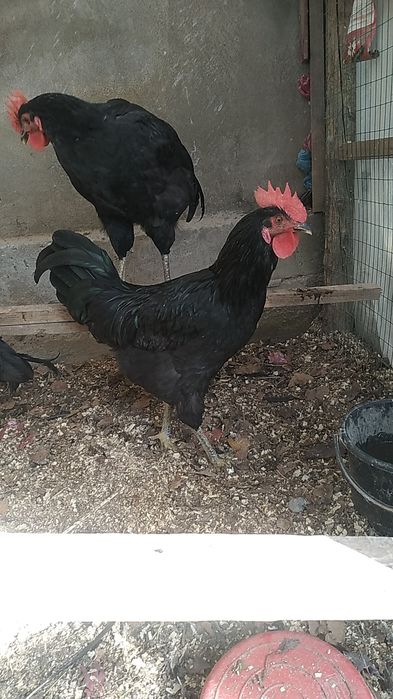 Чёрный принц (Кора шахзода)