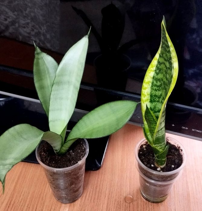 Продам сансевиерии