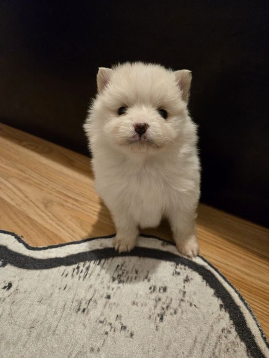 Померан мини Шпиц 3кг