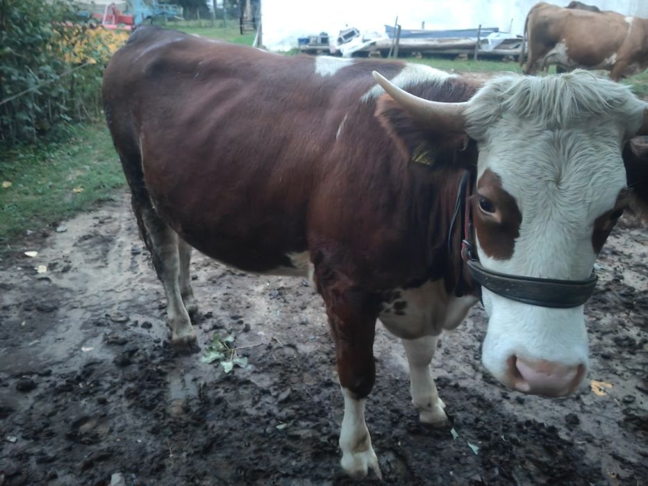 Vând 2 juninci gestante