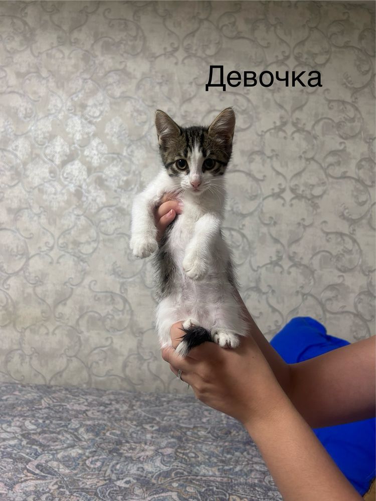 Котята ищут добрых хозяев)